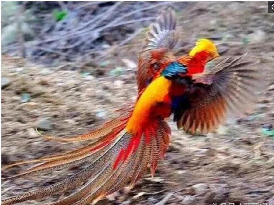 小伙竟然抓到一只凤凰，让人叹为观止