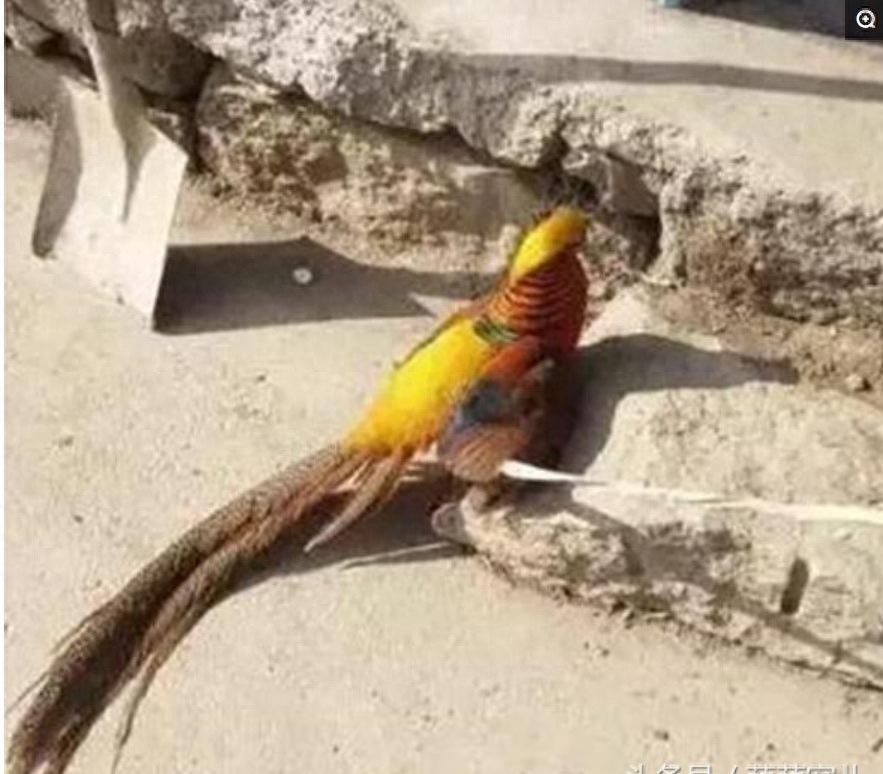 小伙竟然抓到一只凤凰，让人叹为观止