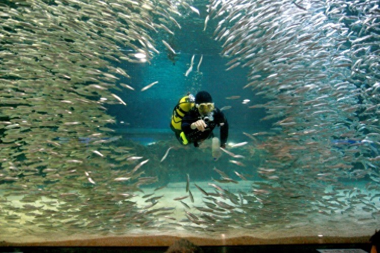 全球7大不可错过的深海游乐园，至少要带孩子去一个。