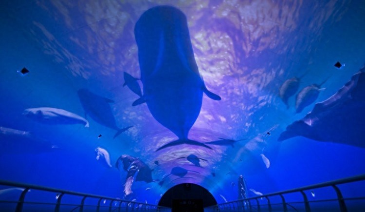 全球7大不可错过的深海游乐园，至少要带孩子去一个。