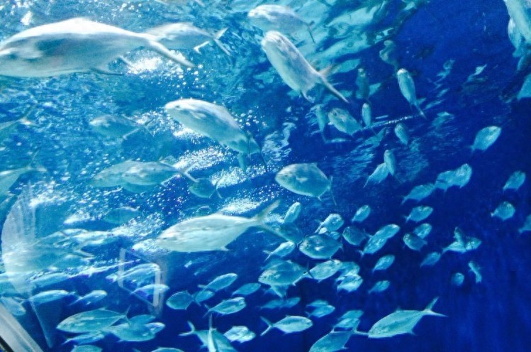 全球7大不可错过的深海游乐园，至少要带孩子去一个。