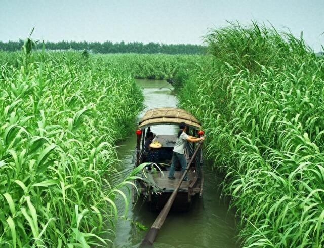 农村随处可见的这种植物！竟然就是诗经中说的“蒹葭”！