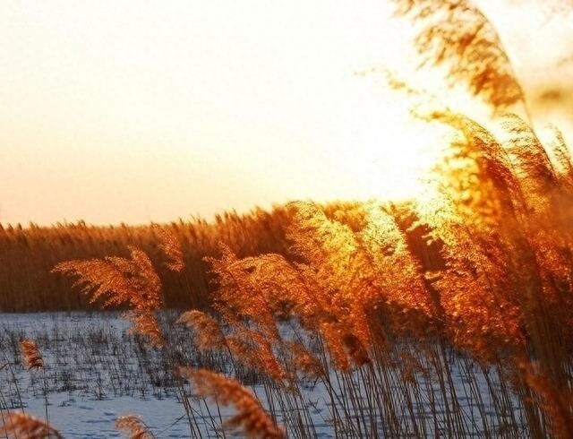 农村随处可见的这种植物！竟然就是诗经中说的“蒹葭”！