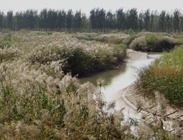 农村随处可见的这种植物！竟然就是诗经中说的“蒹葭”！