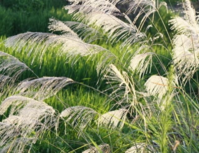 农村随处可见的这种植物！竟然就是诗经中说的“蒹葭”！