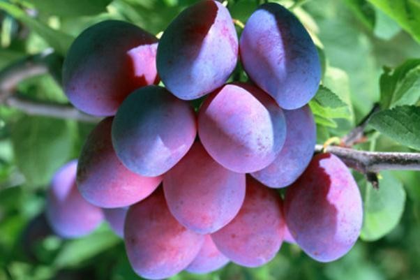 乌梅的营养成分 乌梅的副作用