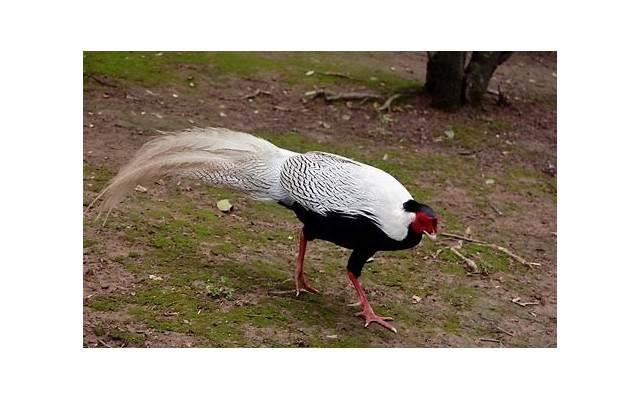 男女眉目传情但不说话6个原因：暗送秋波