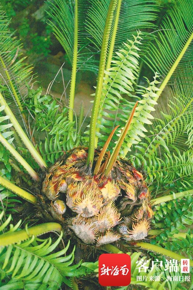 国家一级保护植物苏铁树图（深读植物霸主）(2)