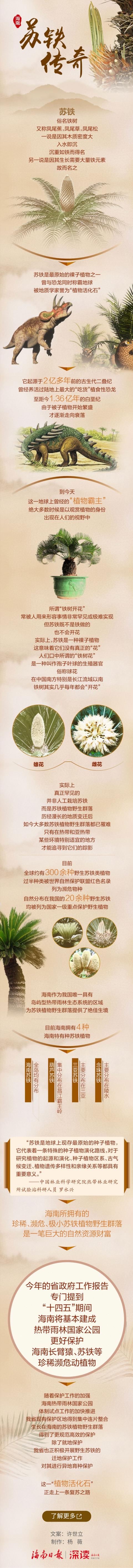 国家一级保护植物苏铁树图（深读植物霸主）(3)