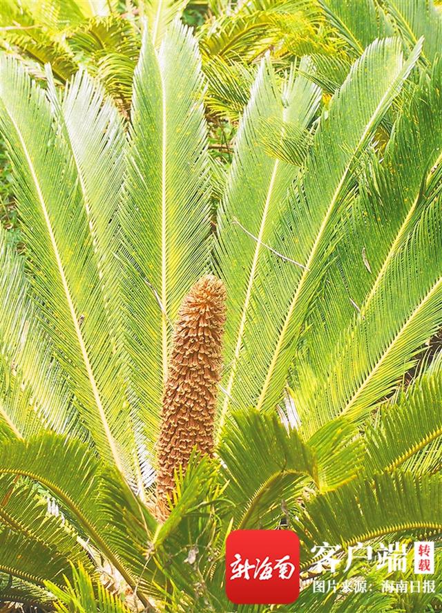 国家一级保护植物苏铁树图（深读植物霸主）(1)