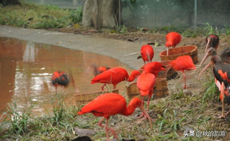 广州市长隆旅游度假区，占地面积 1万亩，门票价格 285-350元