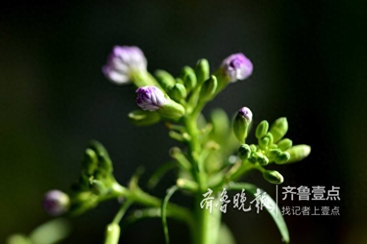 拍课堂｜萝卜花开，花虽小却清香四溢
