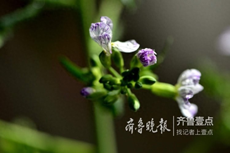 拍课堂｜萝卜花开，花虽小却清香四溢