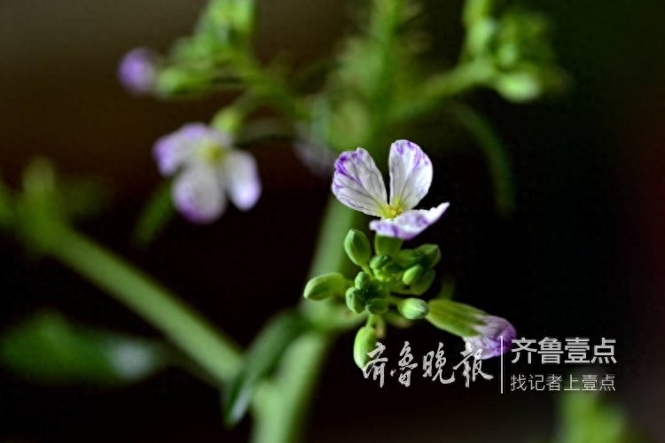 拍课堂｜萝卜花开，花虽小却清香四溢