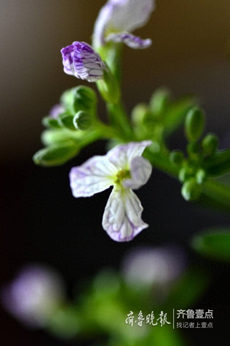 拍课堂｜萝卜花开，花虽小却清香四溢