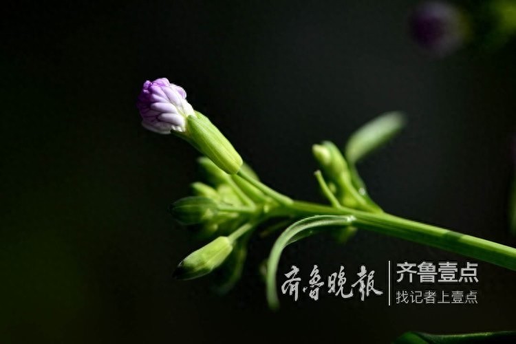 拍课堂｜萝卜花开，花虽小却清香四溢