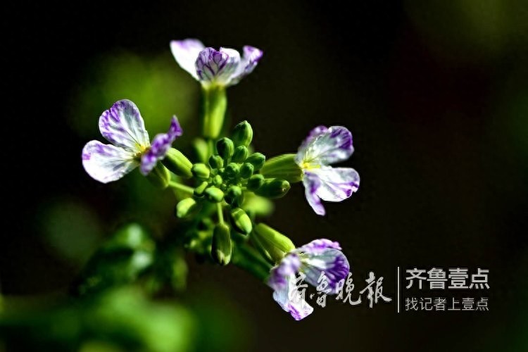拍课堂｜萝卜花开，花虽小却清香四溢