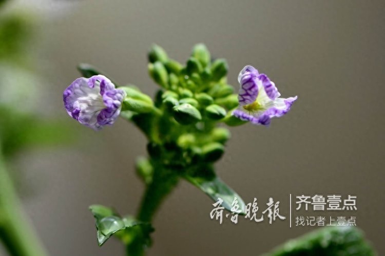 拍课堂｜萝卜花开，花虽小却清香四溢