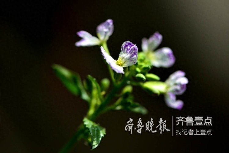 拍课堂｜萝卜花开，花虽小却清香四溢