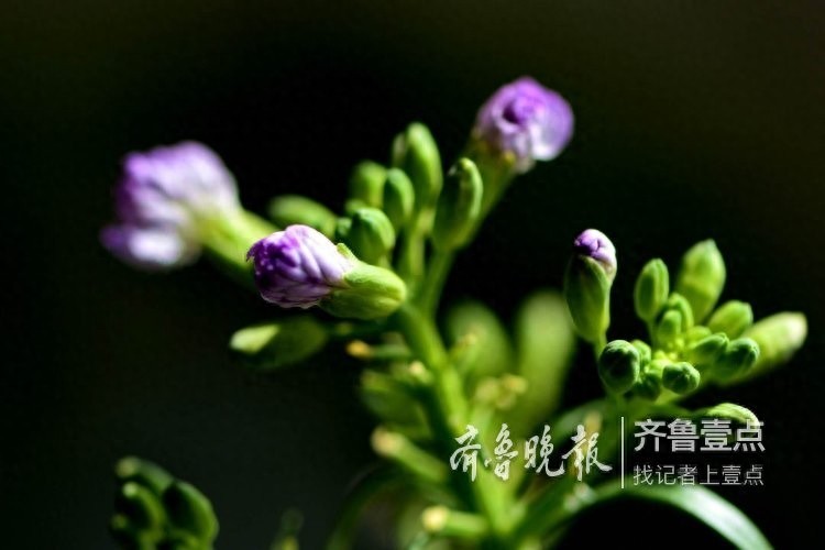 拍课堂｜萝卜花开，花虽小却清香四溢