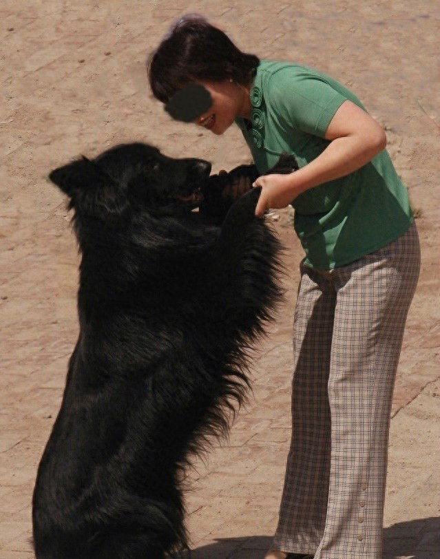 中国本土智商最高的狗:黑熊犬超萌却濒临灭绝