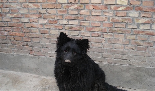中国本土智商最高的狗:黑熊犬超萌却濒临灭绝