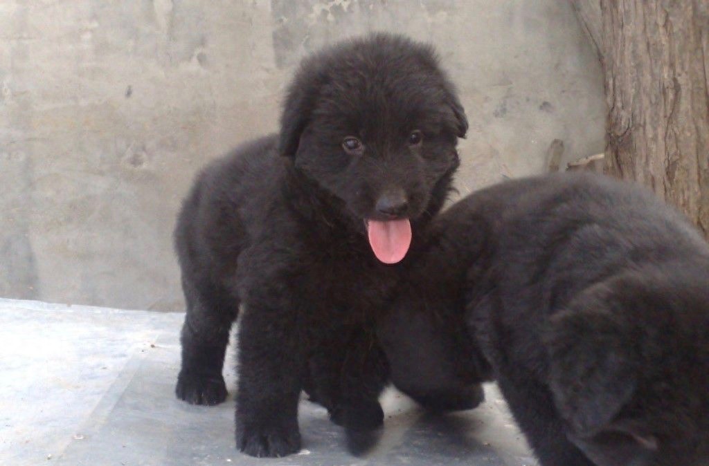 中国本土智商最高的狗:黑熊犬超萌却濒临灭绝