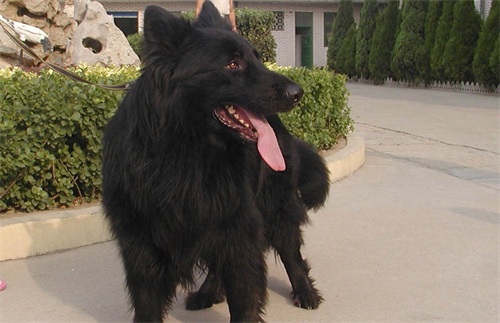 中国本土智商最高的狗:黑熊犬超萌却濒临灭绝