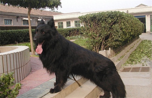 中国本土智商最高的狗:黑熊犬超萌却濒临灭绝