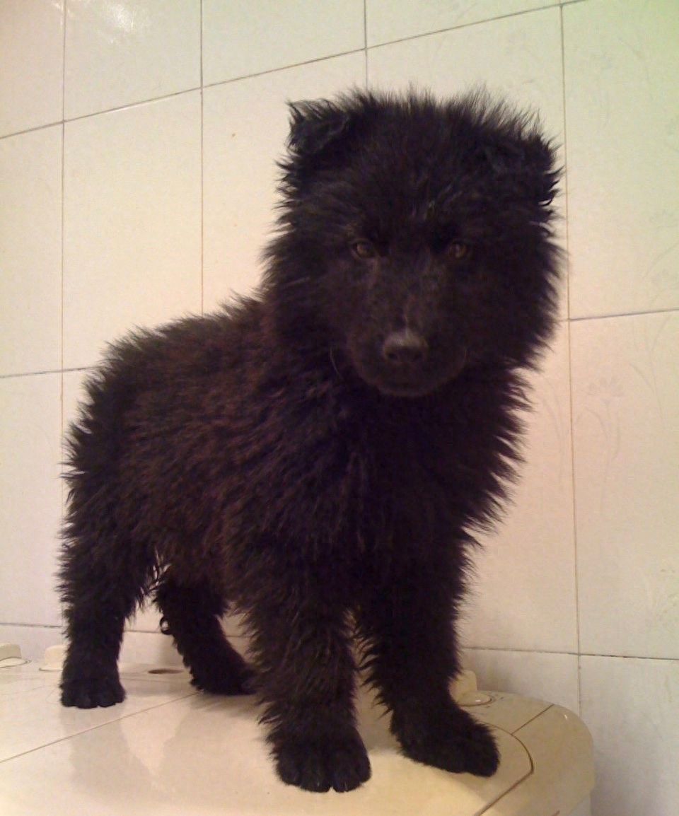 中国本土智商最高的狗:黑熊犬超萌却濒临灭绝