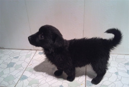 中国本土智商最高的狗:黑熊犬超萌却濒临灭绝